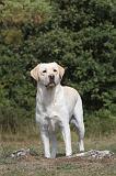 LABRADOR 057